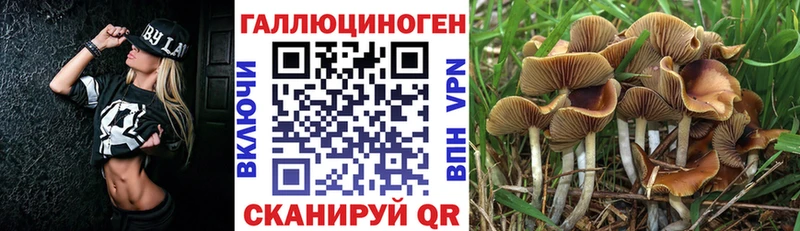Купить  Могоча  Псилоцибиновые грибы Psilocybine cubensis 